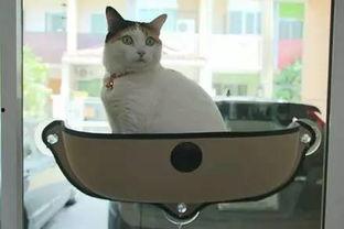 娱乐吃瓜酱改造猫窝,萌宠新居，趣味升级！  第1张