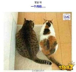 娱乐吃瓜君猫咪瘫痪  第1张